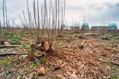 Cut down trees and debris, with the Observatory Science Centre in the background