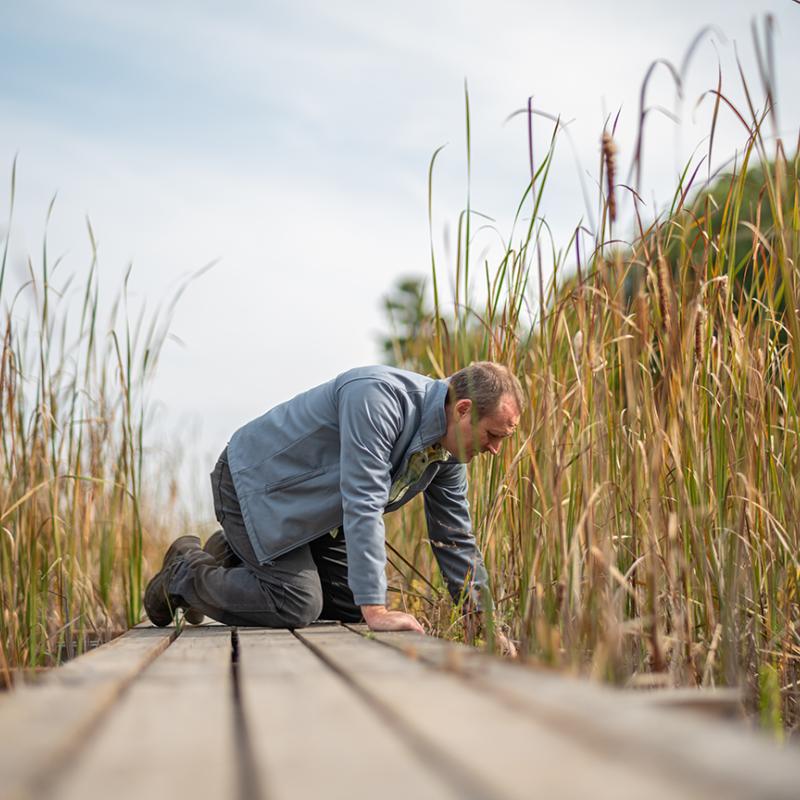 Man bending over a wood walkway amongst a marsh