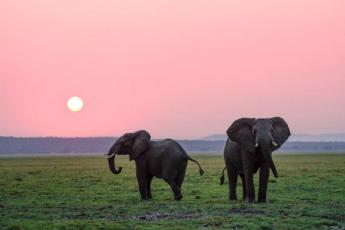 Two elephants in front of a sunset