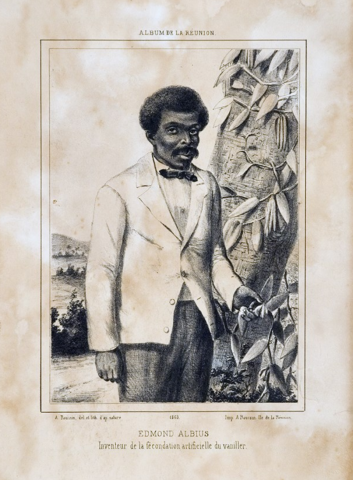 How Edmund, an enslaved teenager, cracked the secret of vanilla's artificial pollination on Bourbon Island, 1841.