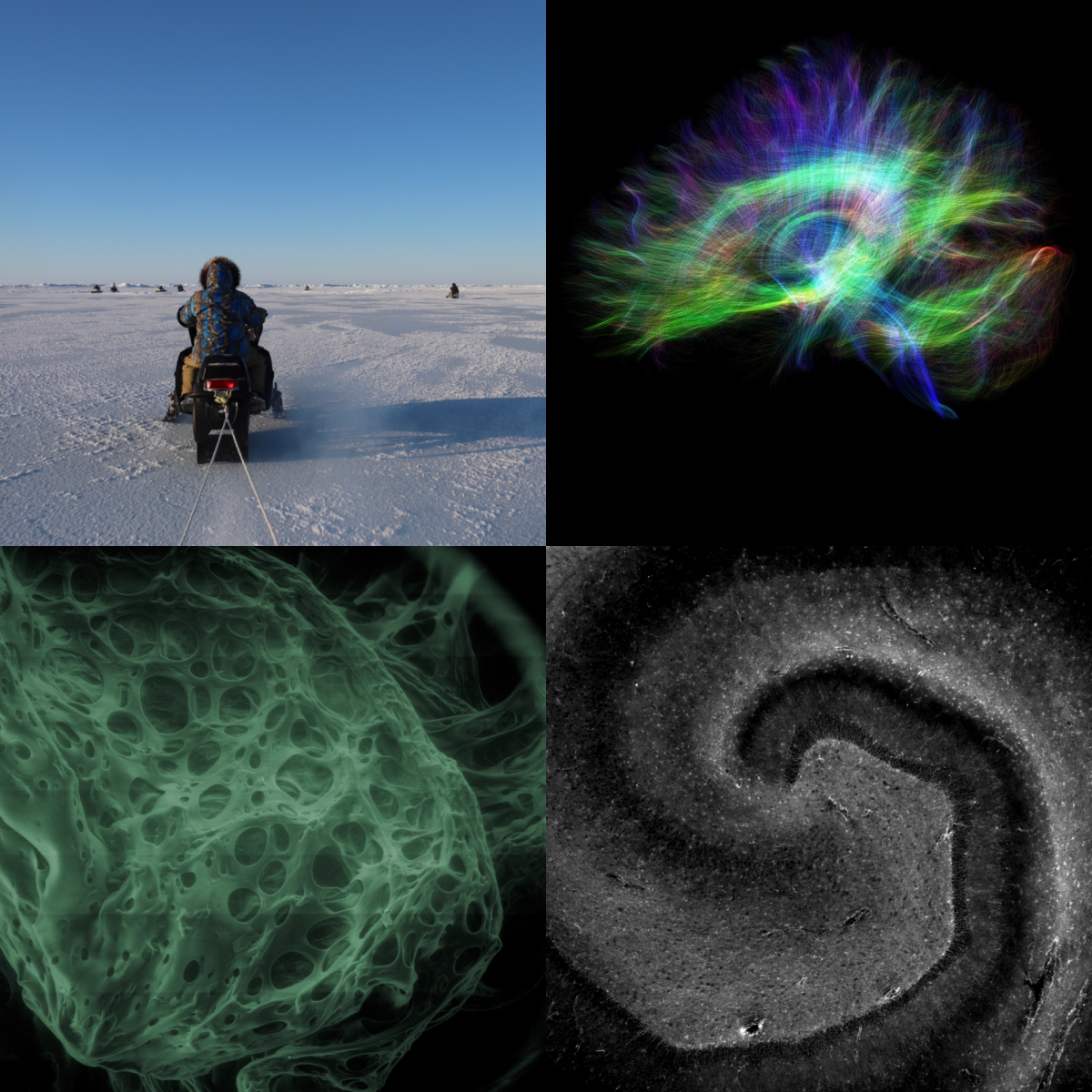 [4 winning images from the 2020 Art of Research photo contest]