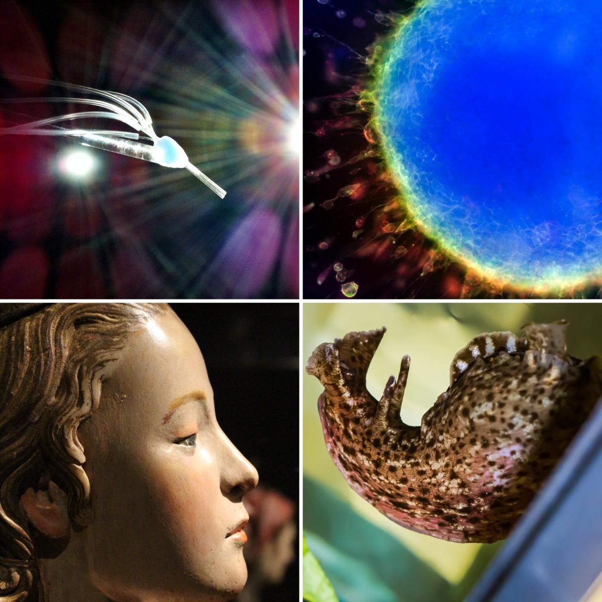 [4 winning images from the 2015 - 2016 Art of Research photo contest]