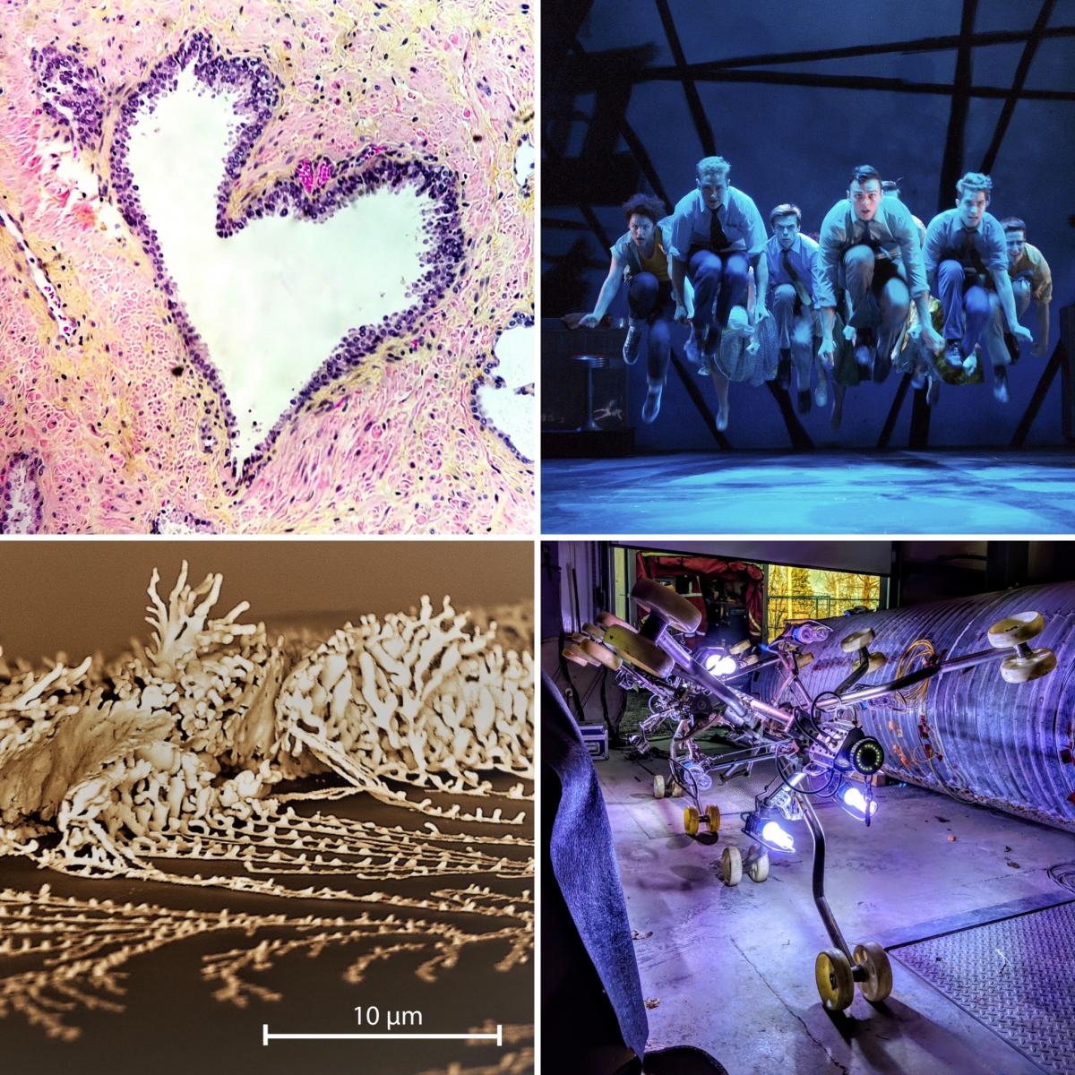 [4 winning images from the 2019 Art of Research photo contest]