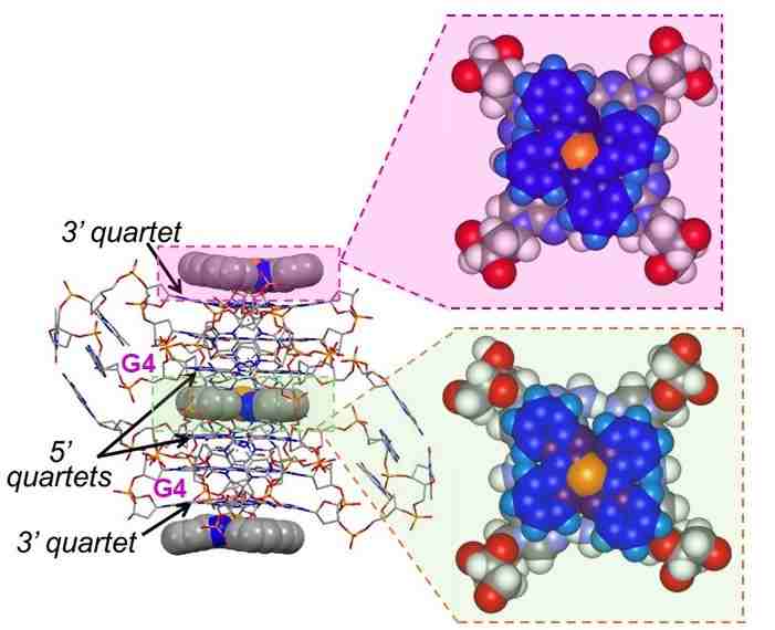 Binder on telomeric G4