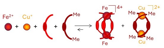 Helicate self-selection