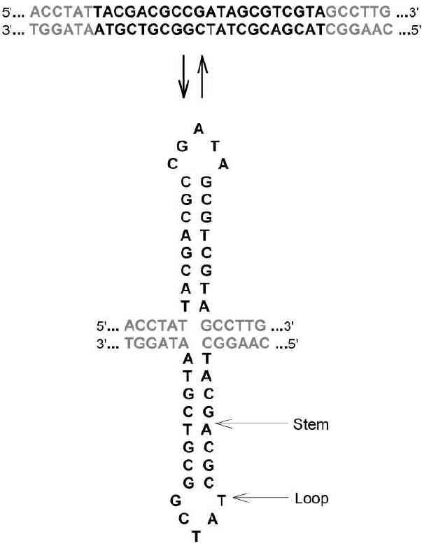 Stem-Loop extrusion from Duplex DNA