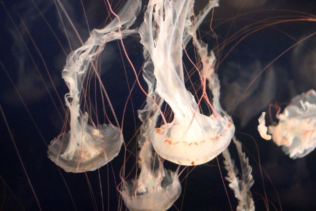 jellyfish in aquarium