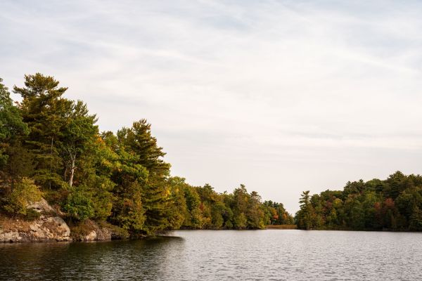 View of Lake Opinicon with trees on the right-hand side and in the background