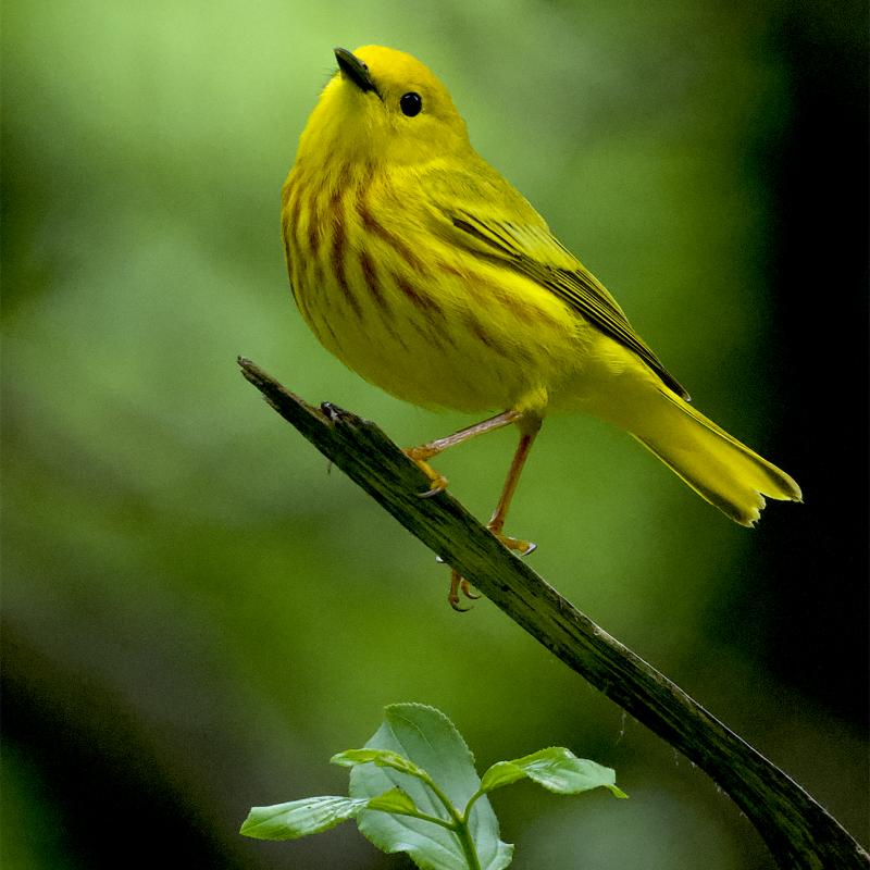 Bright yellow warbler against a green background