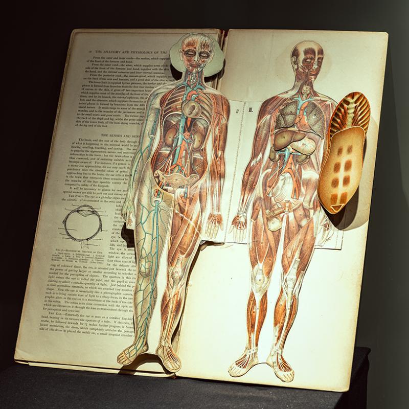 A printed piece showing the internal organs and muscles on the human body.