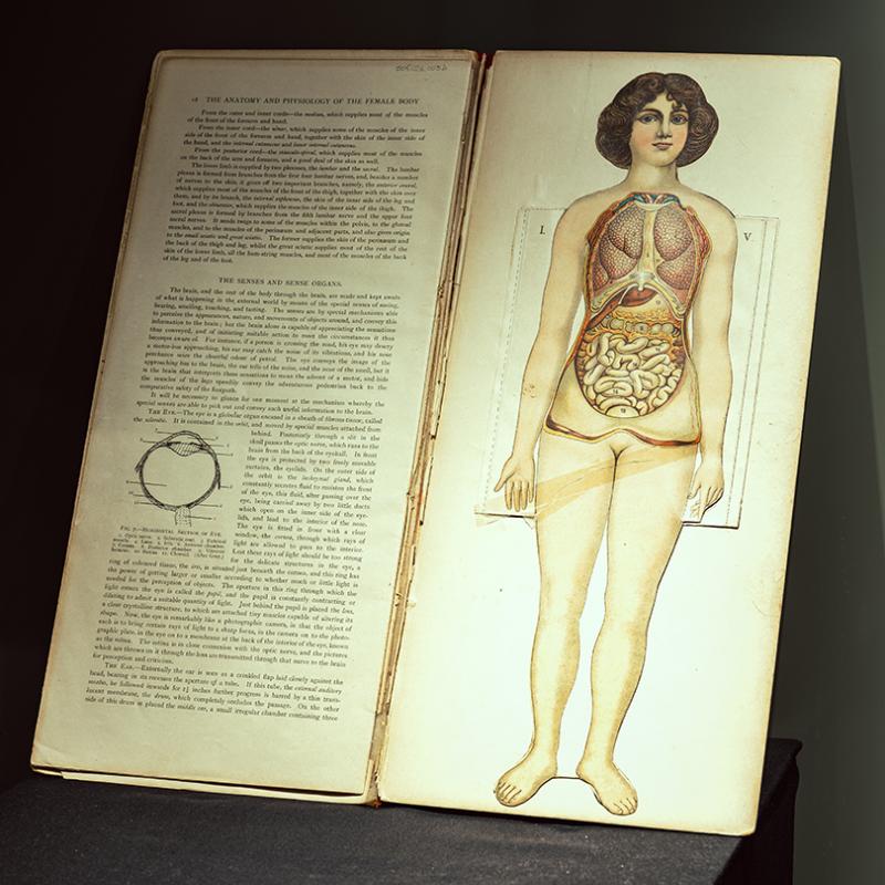 A printed booklet showing the internal organs of a female.