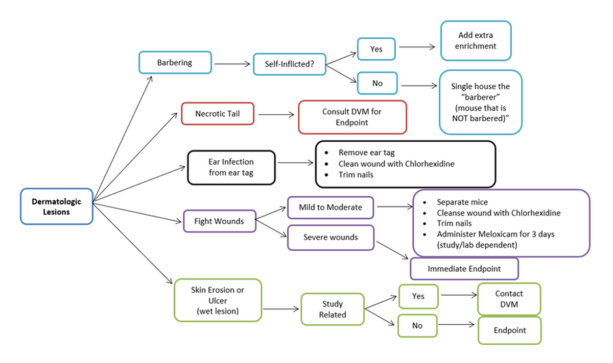 Flow Chart, Dermatologic Lesions