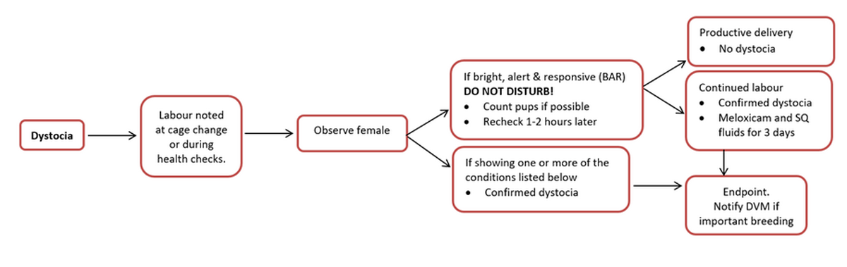 Flow Chart, Dystocia