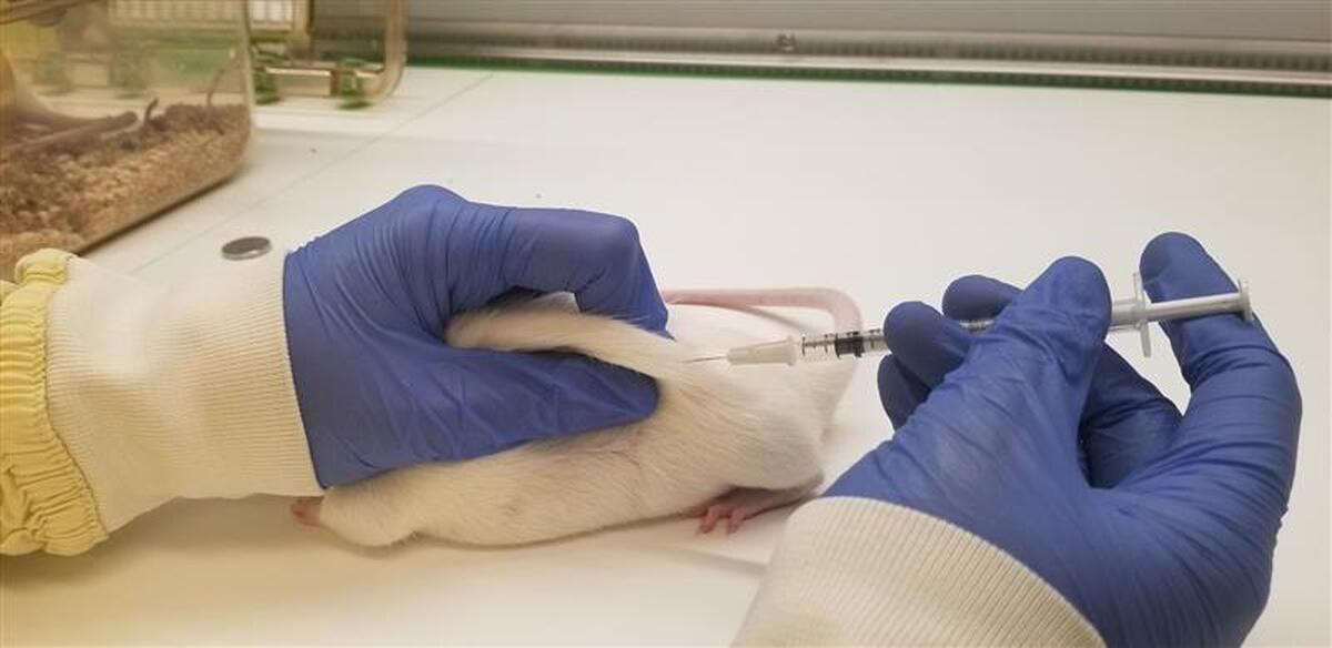 Subcutaneous Injection in a Rat