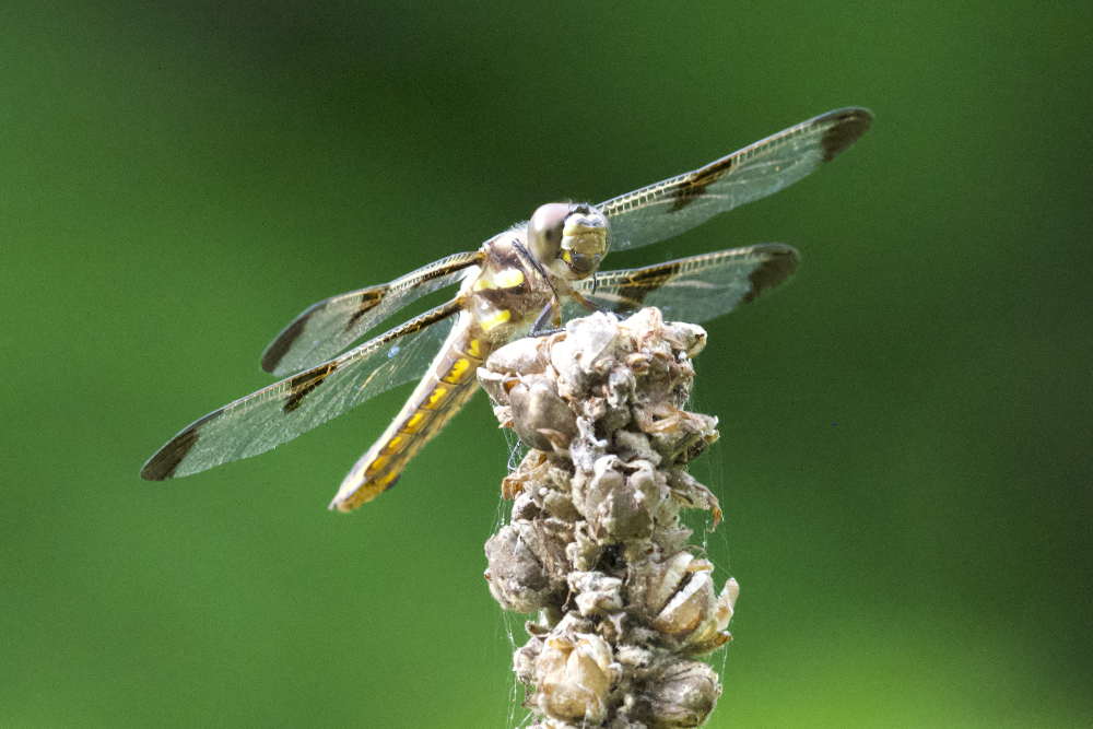 Twelve-spotted skimmer dragonfly sitting on a plant