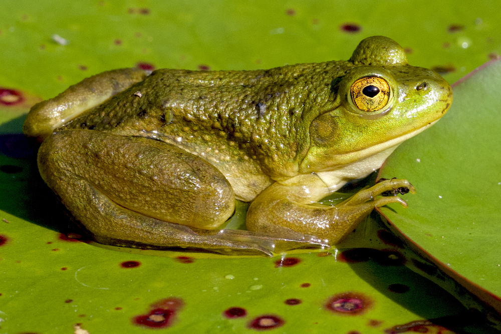 An American Bullfrog sits on a lily pad