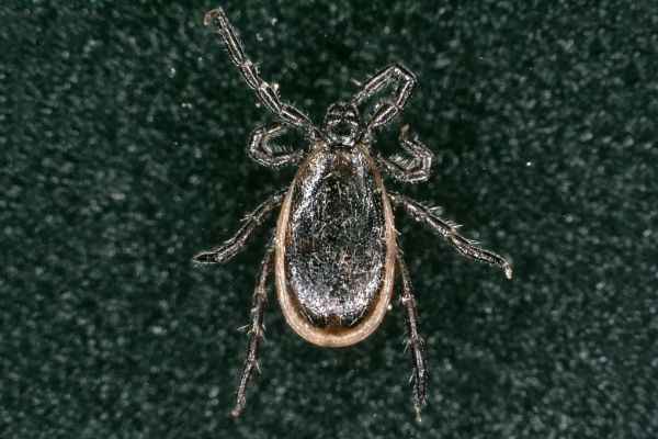 An enlarged image of a tick.