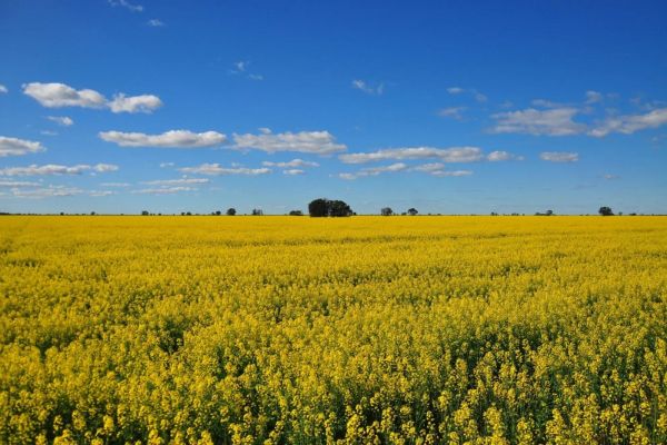 Canola industry