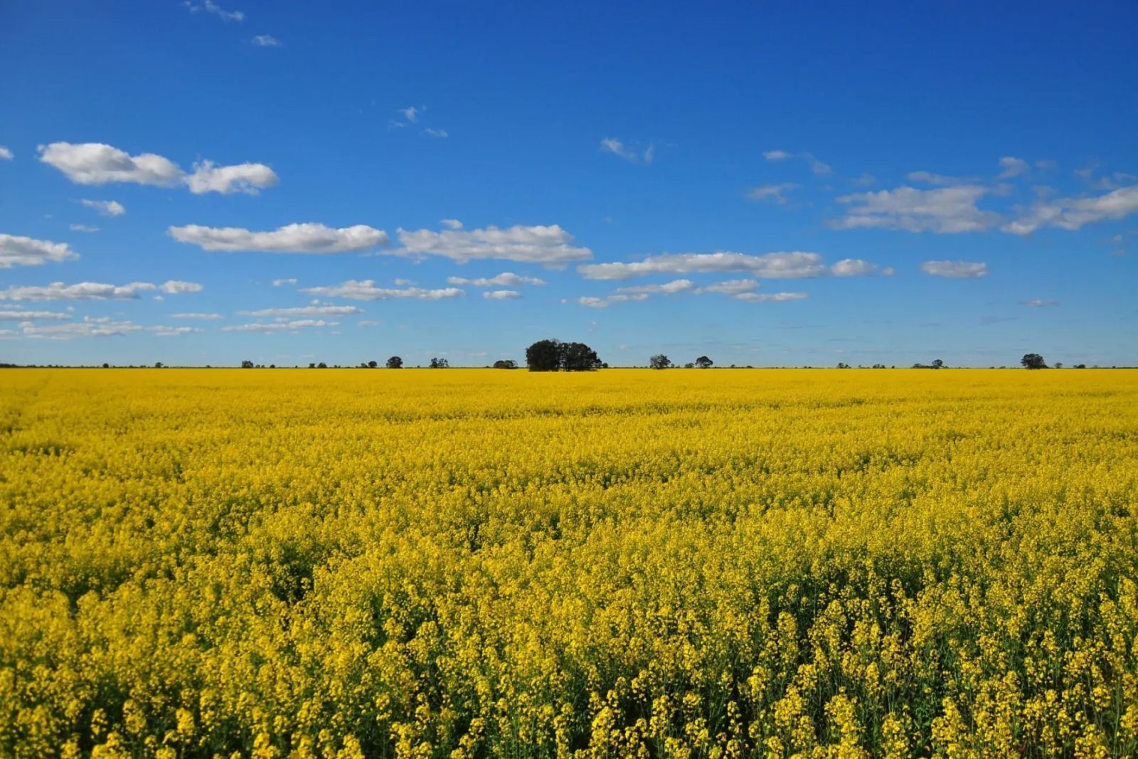 Canola industry