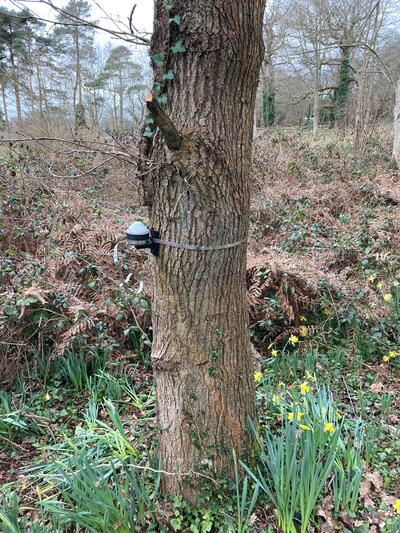 Dendrometer on an Oak