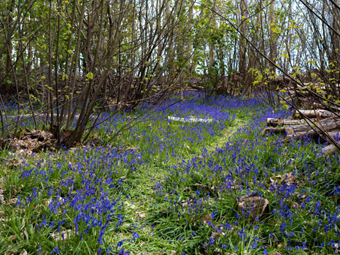 Coppiced woodland