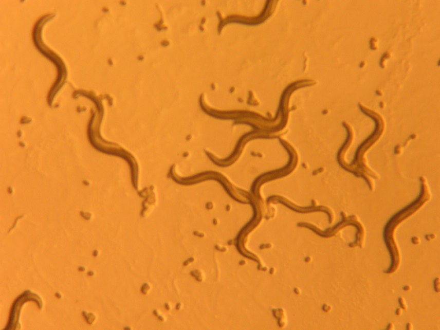 microscopic view of worms