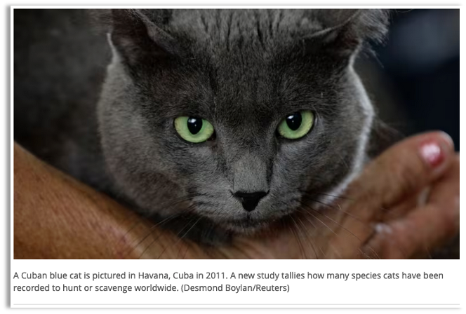 image of a cat with caption illustrating the difference between alt text and captioning