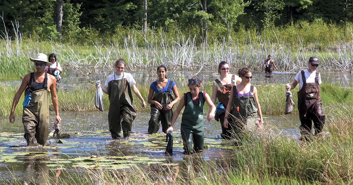 [student researchers in the wetlands]