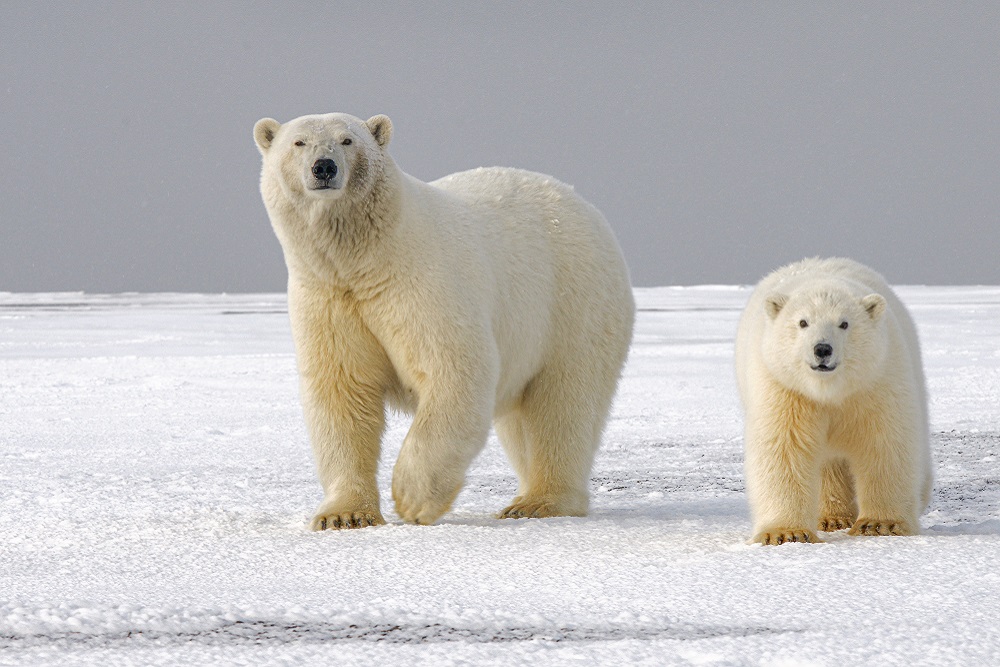 Polar bears: A sentinel of Arctic environmental change