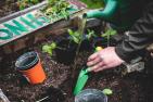 Children dig in a garden