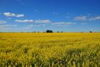 [Canola plant field]