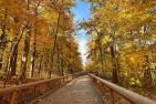 Fall colours along a wooded trail