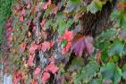 Vines on Ellis Hall in autumn colours