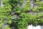 Exterior campus wall with ivy