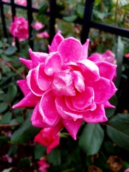 October Bloom on Palace Road, Kingston