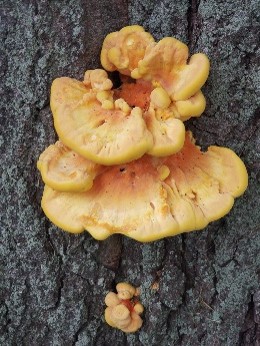 Fungi at Lake Ontario Park, Kingston