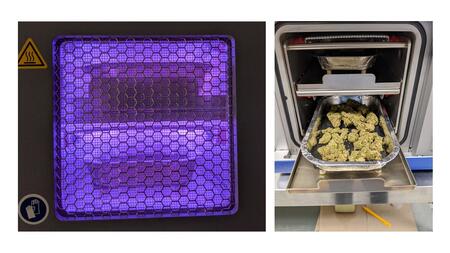 Cannabis flowers being sterilized inside CPG the plasma prototype machine