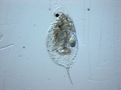 Daphnia