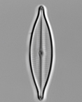 Craticula halophila