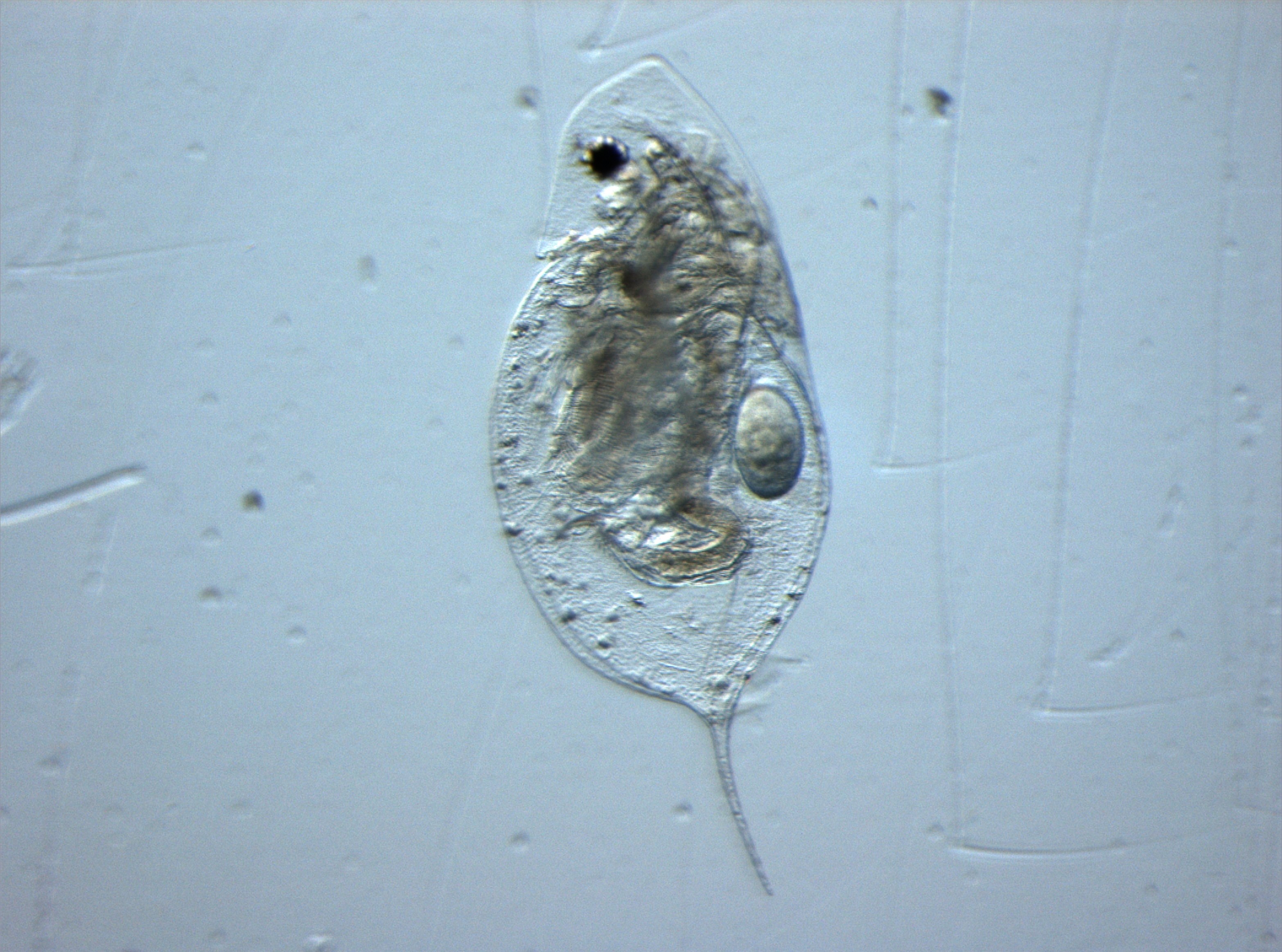 Daphnia1