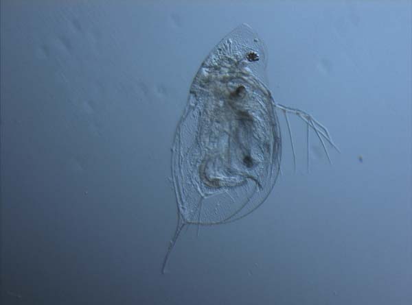 Daphnia2