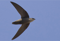 Chimney Swift Project