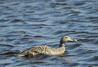 Common Eider Project