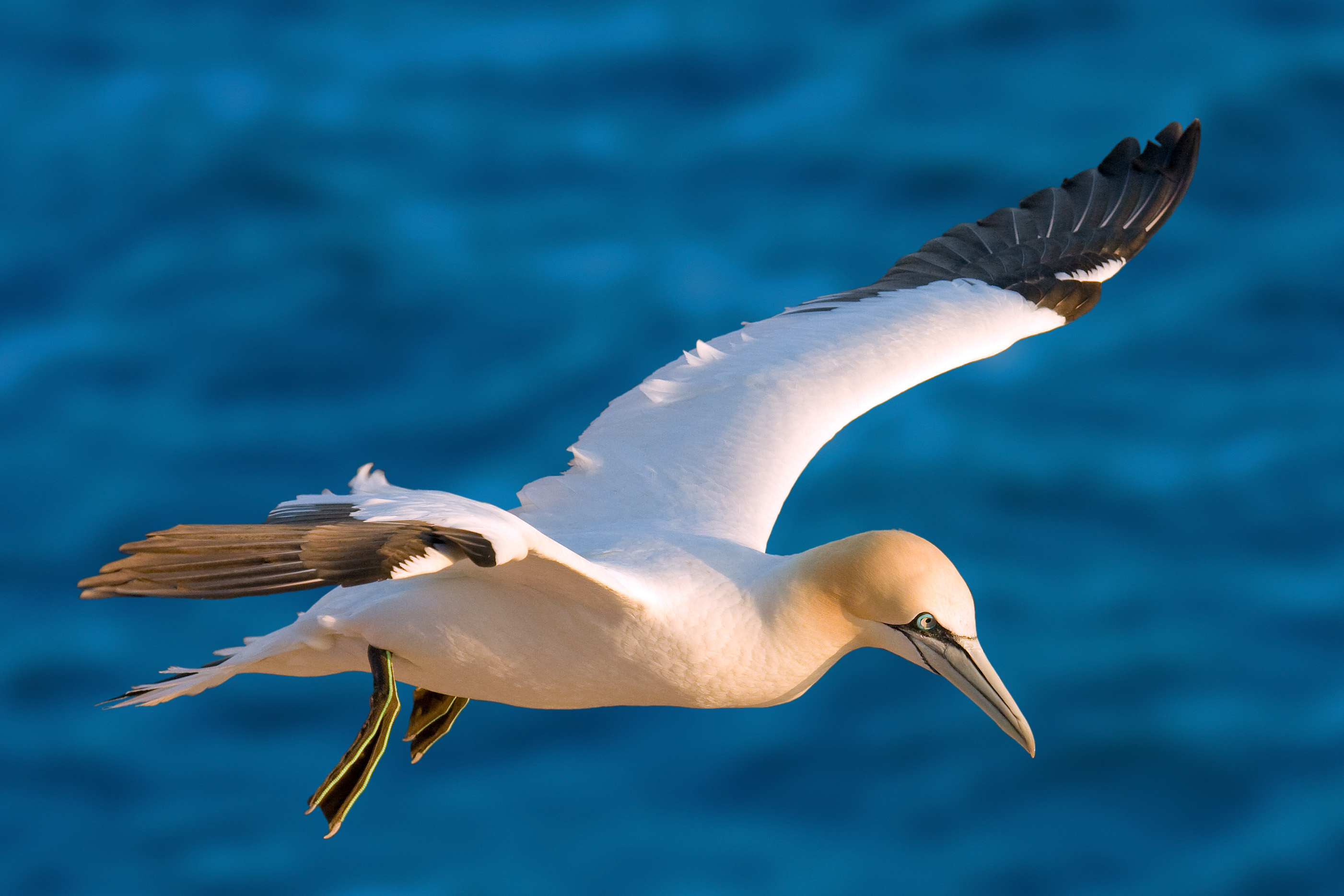 Northern Gannet Project photo by Morus Bassanus