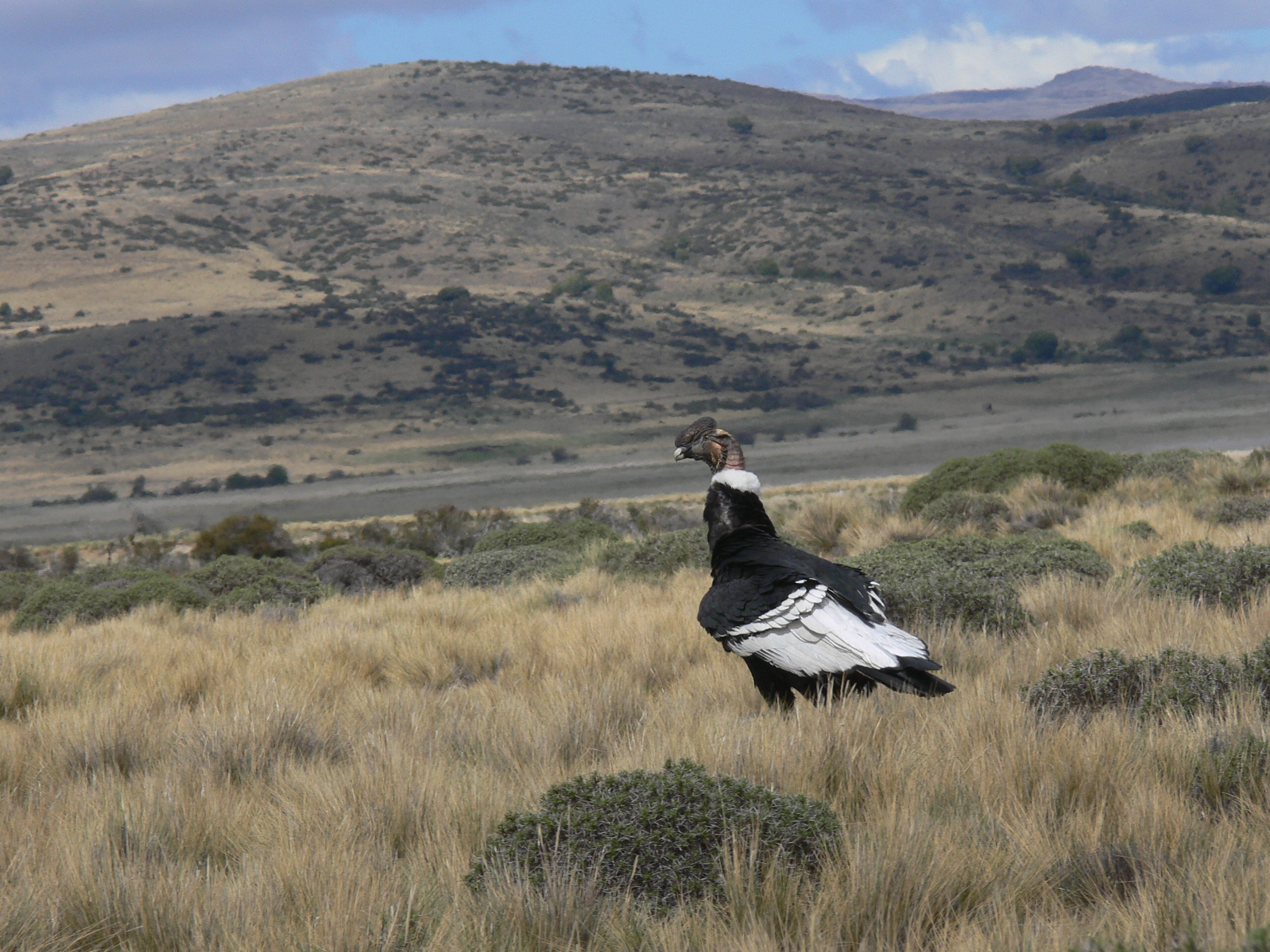 Andean Condor Project