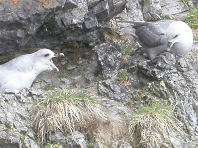 Picture of Nesting Northern Fulmars on a cliff colony at Cape Vera