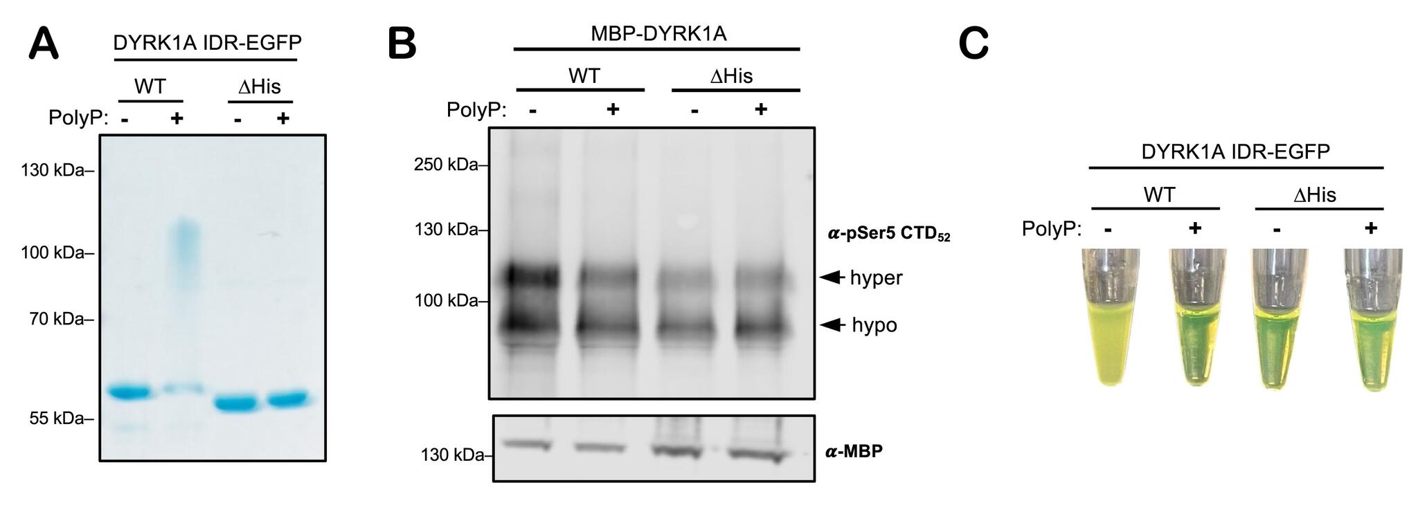 Investigating Functional Implications