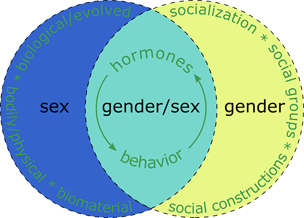 Venn diagram with one circle with sex (defined as biological/evolved, bodily/physical, and biomaterial), and 
				another circle with gender (defined as socialization, social groups, and social constructions); with the middle overlapping space
				as gender/sex, with an iterative circle around it from hormones to behaviour to hormones