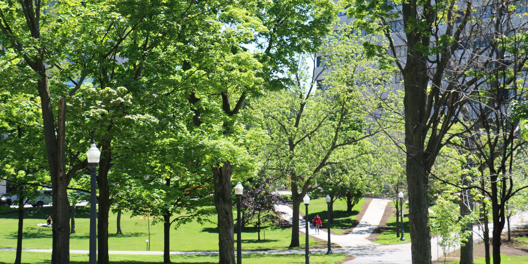 Snodgrass Arboretum